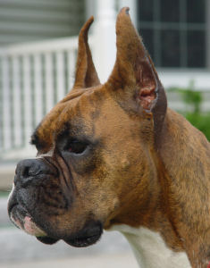 Desi, head profile, JJ's littermate sister